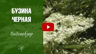 Черная бузина ✅ Что посадить в саду весной?
