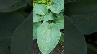 хоста Лав Пет 