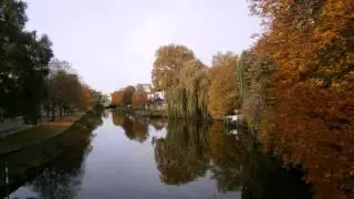 Berlin, Platane