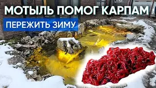 Провел эксперимент и помог карпу пережить тяжелые зимние условия в маленьком пруду.