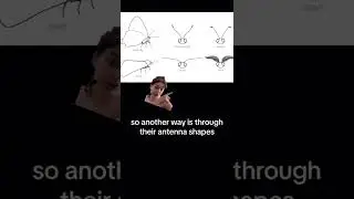 This is NOT a butterfly 🦋