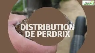 Distribution de perdrix