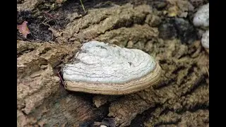 Amazing Benefits of Chaga Mushrooms: LDL Cholesterol, the MIND, and Blood Sugar