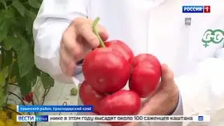 ВЕСТИ Кубань побывали на Неделе открытых дверей в «Гавриш»