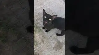 Black Cat