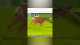 The deer attacked the dog and the cat.