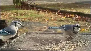 Blue Jay's Tom&Jazzy 