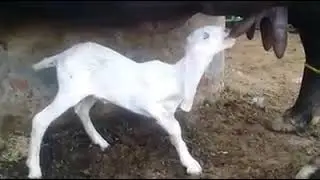 6 May 2023 baby goat drinking buffalo milk