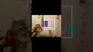 Кот против стены из туалетной бумаги