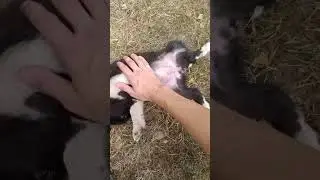 Дикие щенки часть 1