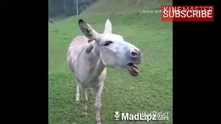 Funny videos | Comedy video ☺☺| Biprodip Mandal