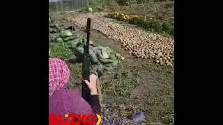 «ДОБРОВОЛЬНАЯ» помощь в копке КАРТОШКИ🤣🤣😧