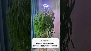 Подарили необычное дерево 😊
