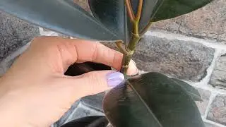 Обрезаю фикусы✂️🌿🌞