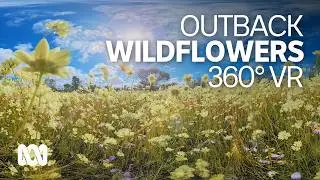 Wildflowers of the Midwest | 360° VR EXPERIENCE! 🤯🎴 | ABC Australia