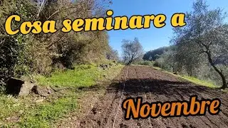 novembre, semina delle fave