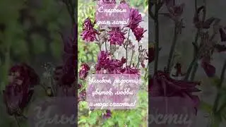 С первым днем лета! #видеооткрытки #природа #открытки #открыткиспраздником #лето #любовь