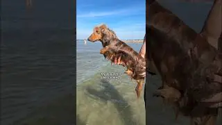 Shark Dog isnt afraid of anything😼👊but Wet Rat Roswell🙈#funnydogs #dacshund #beachdog #lol #shark