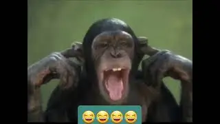 Обезьяна кривляется😆