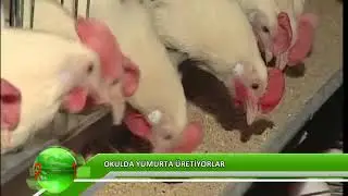 Okulda yumurta üretiyorlar