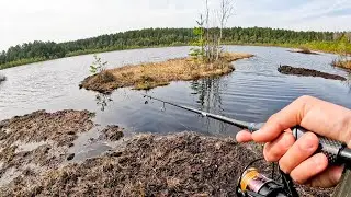 ТАКОЕ Я ЕЩЁ НЕ ЛОВИЛ! Рыбалка в ЧЁРНОЙ ВОДЕ на болоте на спиннинг в апреле 2024