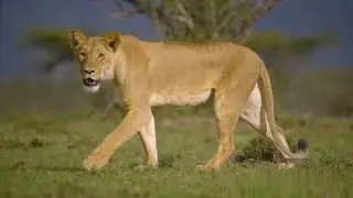 Majestic Lioness