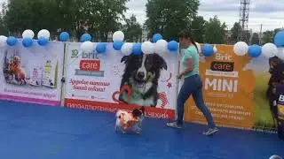 Happy Dogs Day в Догги 24 июня 2018