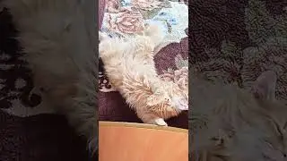 Доброе утро страна или не будите рыжего Барсика