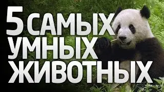 5 САМЫХ УМНЕЙШИХ ЖИВОТНЫХ НА ЗЕМЛЕ