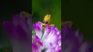 Turn Any Lens into a Macro Lens with Fotodiox Macro Tubes! #macrophotography #photography