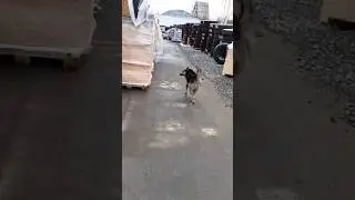 Стая сутулых собак отодрали Ваньку