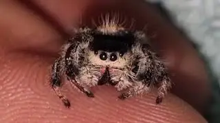 Jumping Spider Ember Just Died on my Finger😪