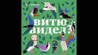 Витю видел (Гусь Гусь) — джингл