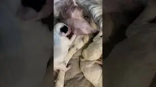 #puppyvideos #newbornpuppy #puppylove #nursery #dog #englishsetter #newborndog #sleepingpuppy