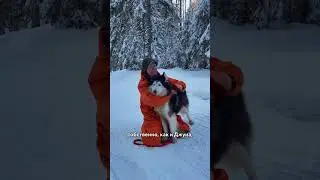 Знакомимся с Героем - он ждет вас в гости 🤗 #санктпетербург #белыйветер  #собака #знакомство #хаски