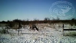Бухарские олени и кабаны в охотничьем хозяйстве Тасмурын.