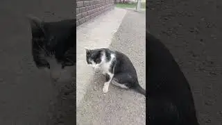 #Котики,  #котики 🐱