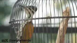 Pelatuk Bawang Gacor | Buat Masteran