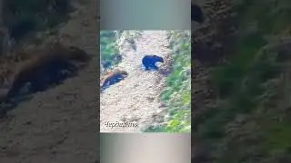 She-bear attacks a bear 