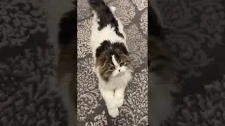 БЕЗ ЗАДНИХ ЛАП....