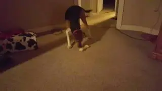 Penny and the bone