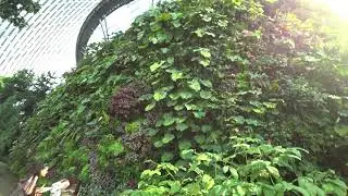 Прогулка по Cloud Forest, Сингапур