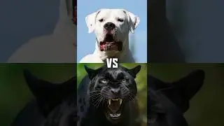 VERY dangerous fight between the Animals