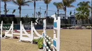 Fape Sir 99 du Piedroux z , stallion 2018 by Stakkato Gold X Scendix ( Sierra )
