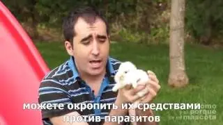 Кролики- физические упражнения