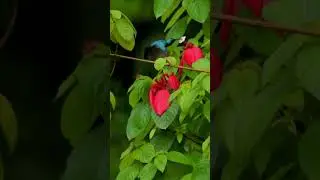 Loten's Sunbird: A Glimpse of Extraordinary Beauty! #shorts #lotenssunbird