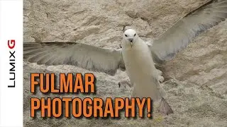 Photographing Fulmar - The UK's Mini Albatross, using the Lumix G9 Pre-Burst