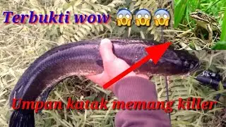 How to install native frog bait so that it is durable and successful