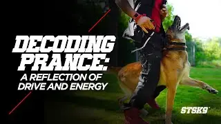 Decoding the Prance: A Reflection of Drive and Energy in Dog Training