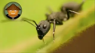 Qué Pasa con las Hormigas l Mini Documental